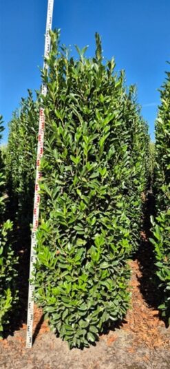 Lagerhägg 'Elly' - 225 - 250 cm, Krukodlad