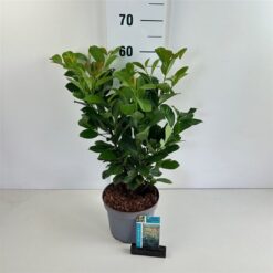 Lagerhägg 'Etna' - Krukodlad - 30-40