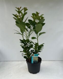 Lagerhägg 'Etna' - Krukodlad - 50-60