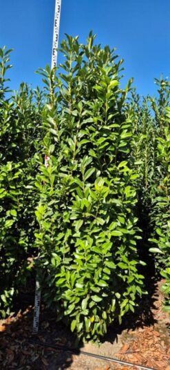 Lagerhägg 'Genolia' - 225 - 250 cm, Krukodlad