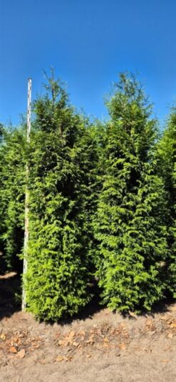 Thuja 'Brabant' - 300 - 325 cm, Krukodlad