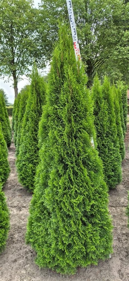 Thuja 'Smaragd' - 200 - 225 cm, Krukodlad