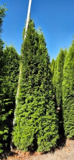 Thuja 'Smaragd' - 225 - 250 cm, Krukodlad