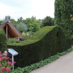 Idegran - Krukodlad - 100-125
