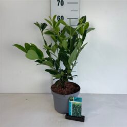 Lagerhägg 'Caucasica' - Krukodlad - 50-60