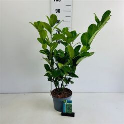 Lagerhägg 'Rotundifolia' - Krukodlad - 50-60