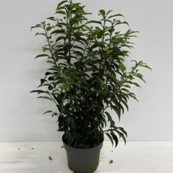 Portugisisk lagerhägg 'Angustifolia' - Krukodlad - 40-60