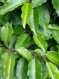 Portugisisk lagerhägg 'Angustifolia' - Stamform - Krukodlad