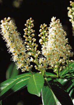 Lagerhägg 'Caucasica' - Frilandsodlad
