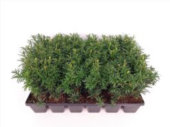 Idegran 'Hicksii' - Krukodlad - 20-25