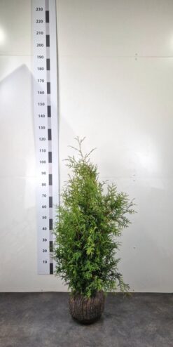 Thuja 'Brabant' - Frilandsodlad