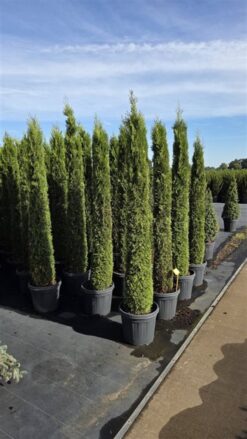 Thuja 'Smaragd' - Krukodlad