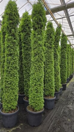 Thuja 'Smaragd' - 240 - 260 cm, Krukodlad