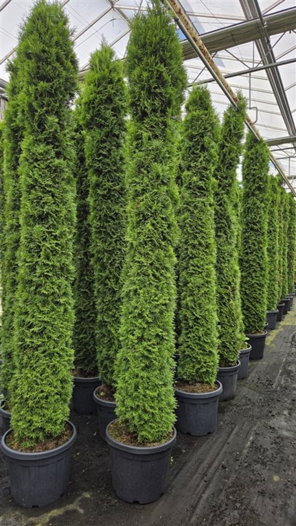 Thuja 'Smaragd' - 240 - 260 cm, Krukodlad