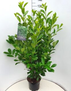 Lagerhägg 'Rotundifolia' - Krukodlad - 125-150