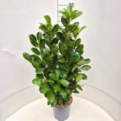 Lagerhägg 'Rotundifolia' - Krukodlad - 80-100
